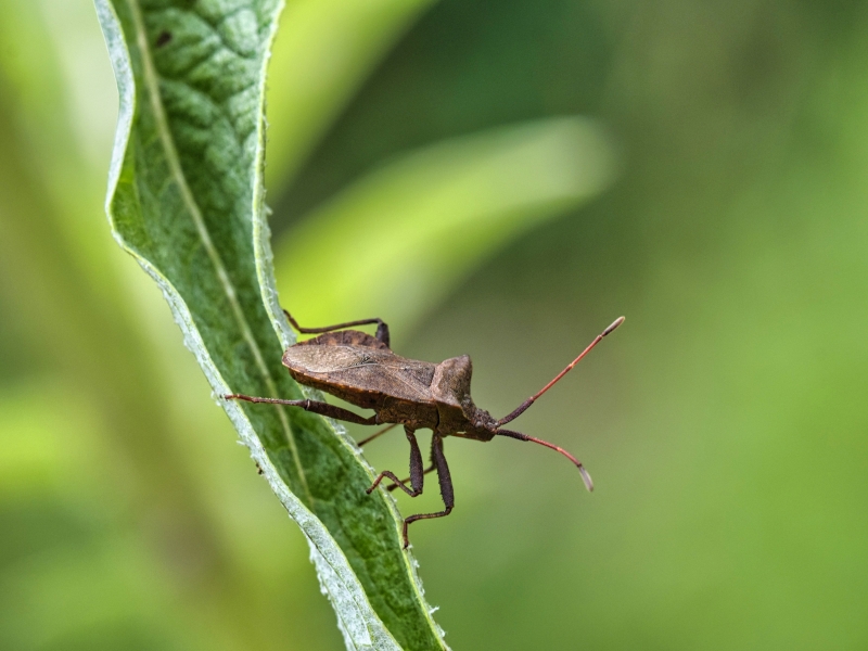 Photo Insectes Corée marginée