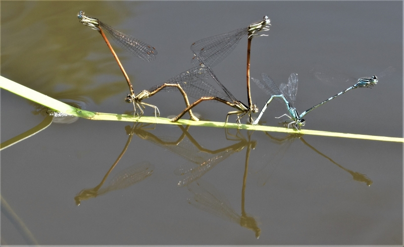 Photo Insectes couples d'agrions