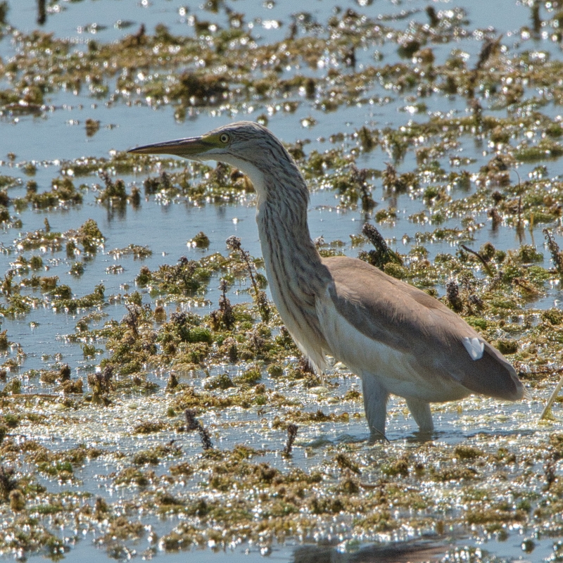 Photo Oiseaux Crabiier