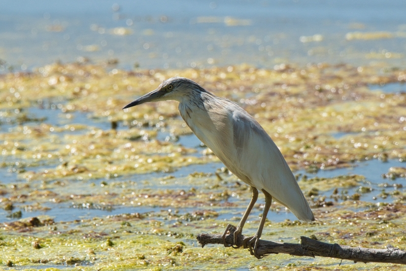 Photo Oiseaux Crabier chevelu (Ardeola ralloides)