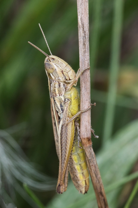 Photo Insectes Criquet des pâtures (Chorthippus parallelus)