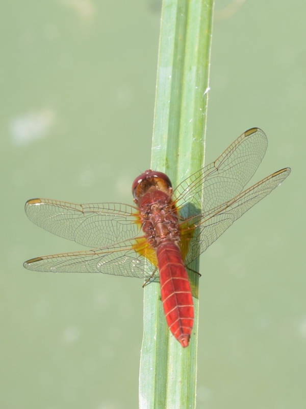 Photo Insectes Crocothémis écarlate