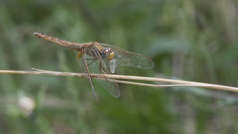 Photo Insectes Crocothémis écarlate femelle