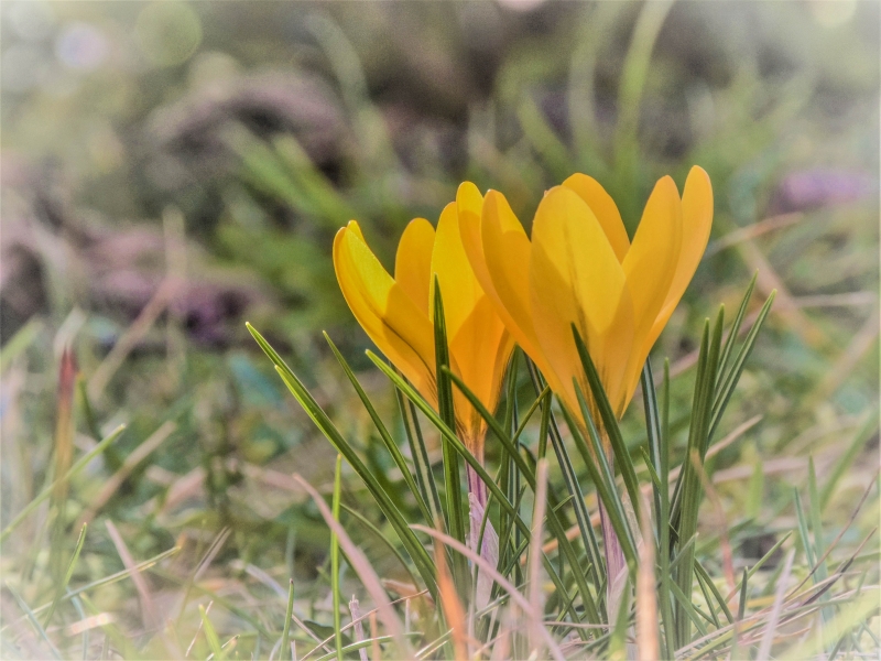 Photo Flore Crocus