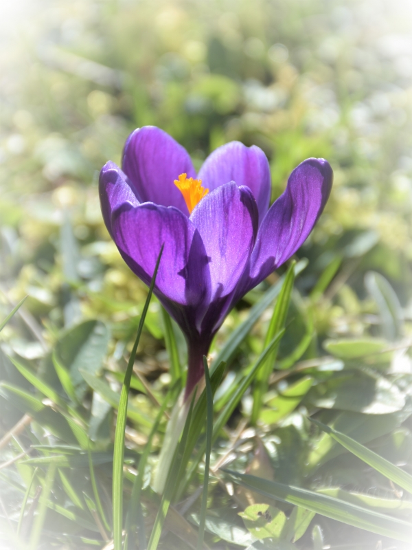 Photo Flore Crocus