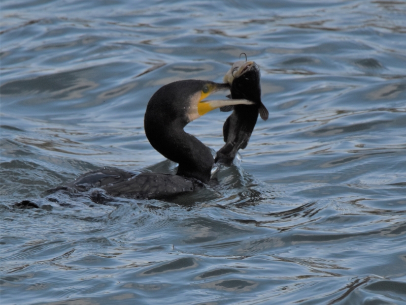 Photo Oiseaux Grand cormoran