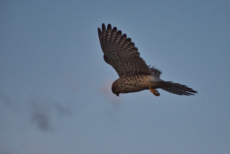 Photo Oiseaux Faucon crécerelle