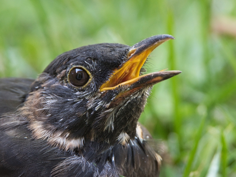 Photo Oiseaux Merle noir (Turdus merula)