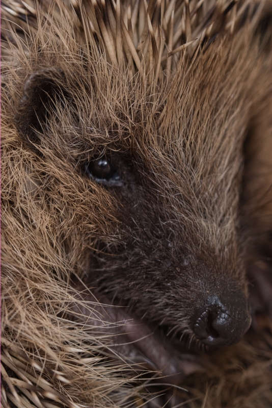 Photo Mammifères Hérisson commun (Erinacus europaeus)