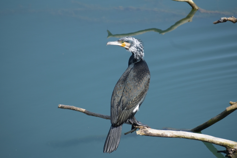 Photo Oiseaux Grand cormoran