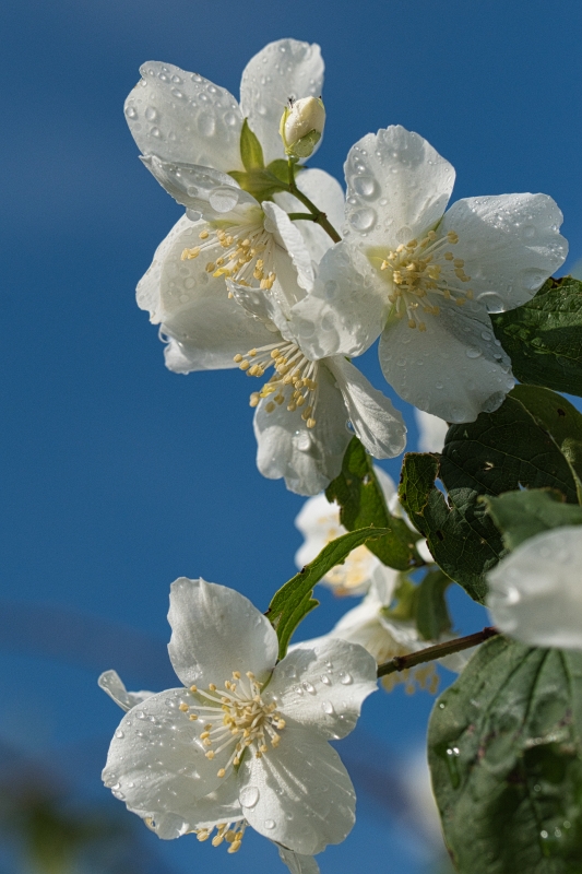 Photo Flore Seringuat virginal