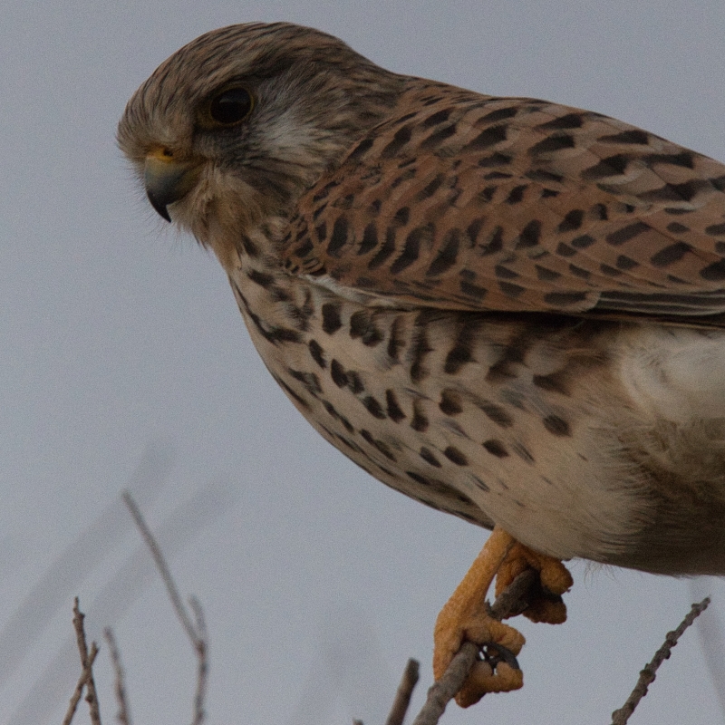 Photo Oiseaux Faucon crécerelle