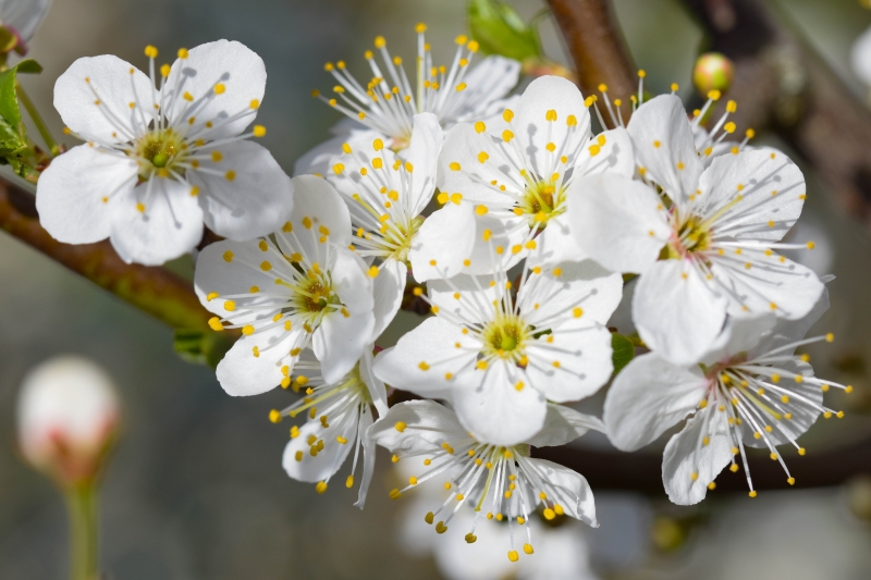 Photo Flore l'hiver est fini