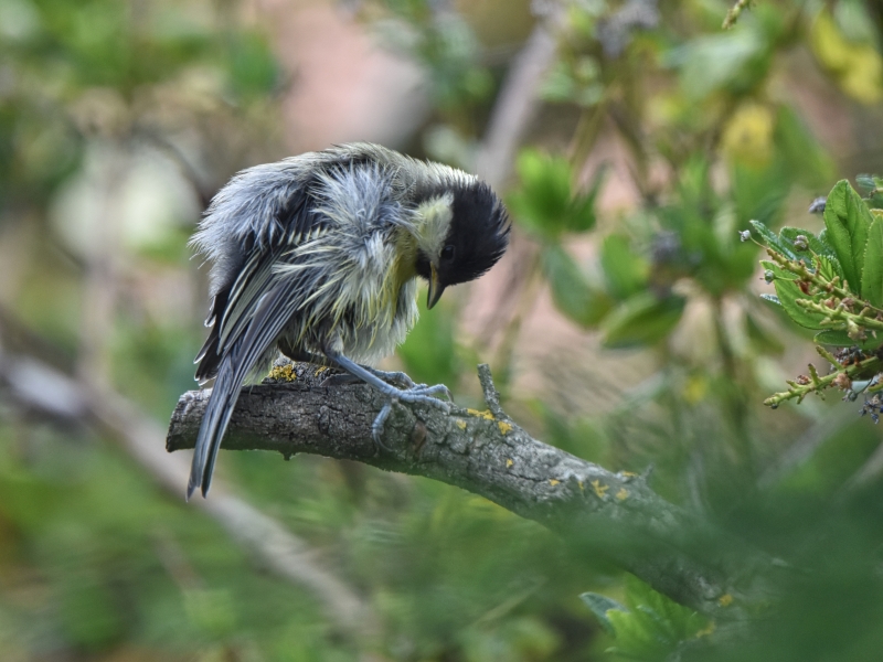 Photo Oiseaux Mésange charbonnière juvénile