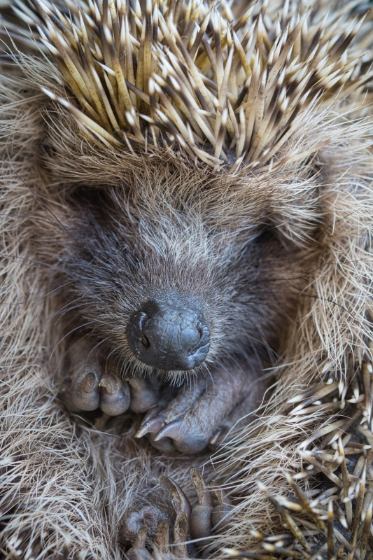 Photo Mammifères Hérisson commun (Erinacus europaeus)