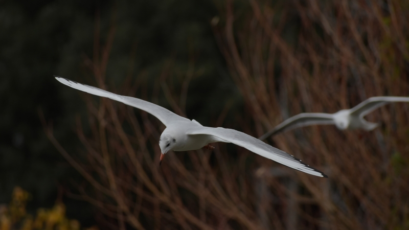 Photo Oiseaux mouette