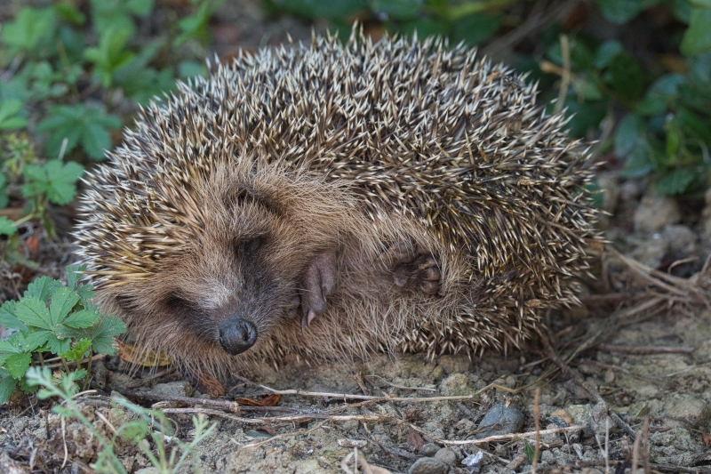 Photo Mammifères Hérisson commun (Erinacus europaeus)