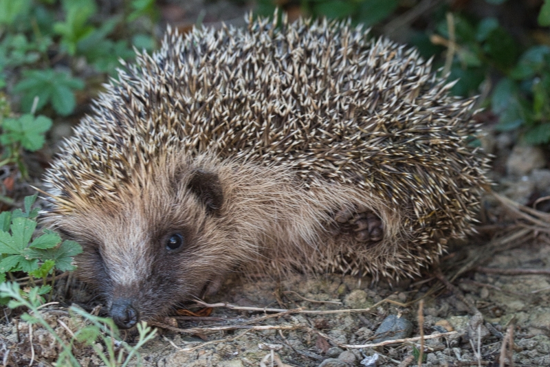 Photo Mammifères Hérisson commun (Erinacus europaeus)