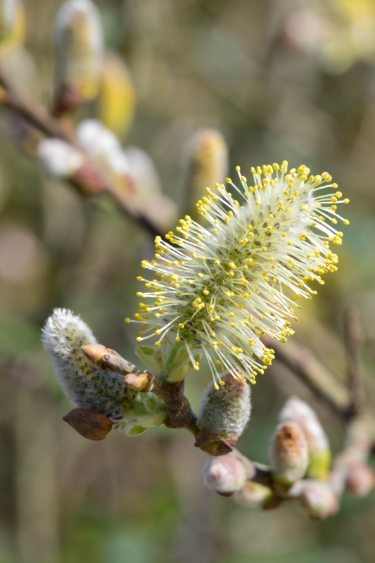 Photo Flore l'hiver est fini