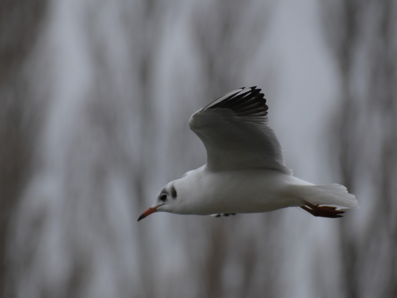 Photo Oiseaux mouette