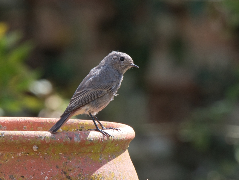 Photo Oiseaux Rouge queue