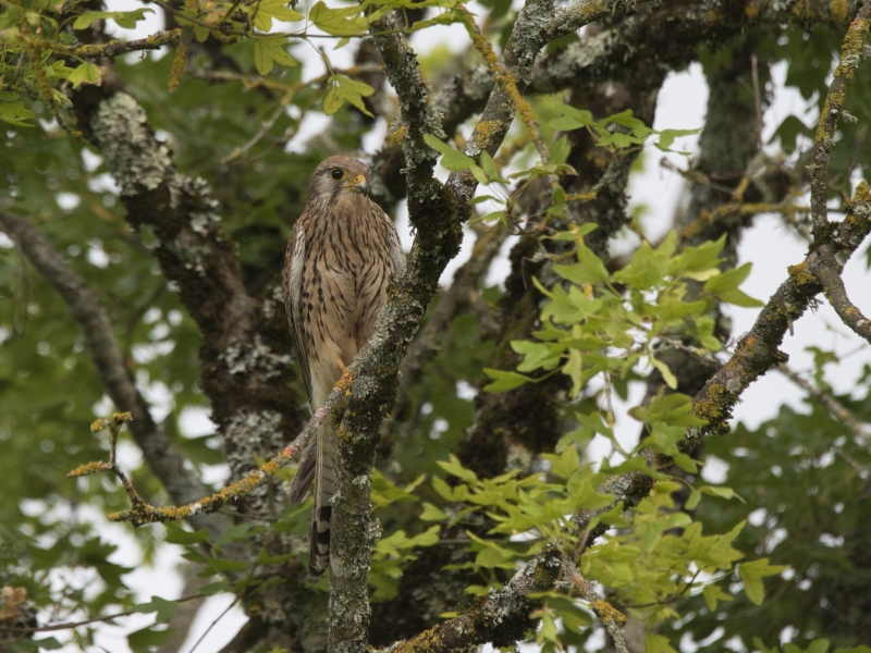 Photo Oiseaux Faucon crécerelle femelle