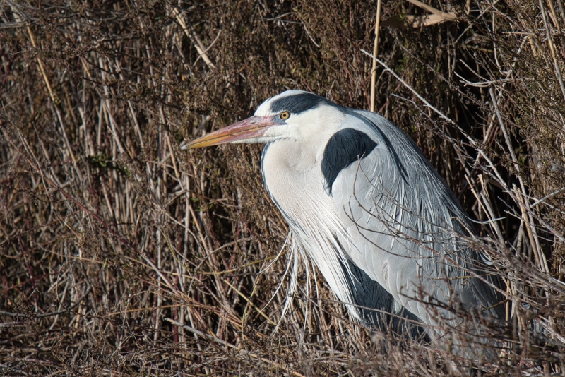 Photo Oiseaux Héron cendré