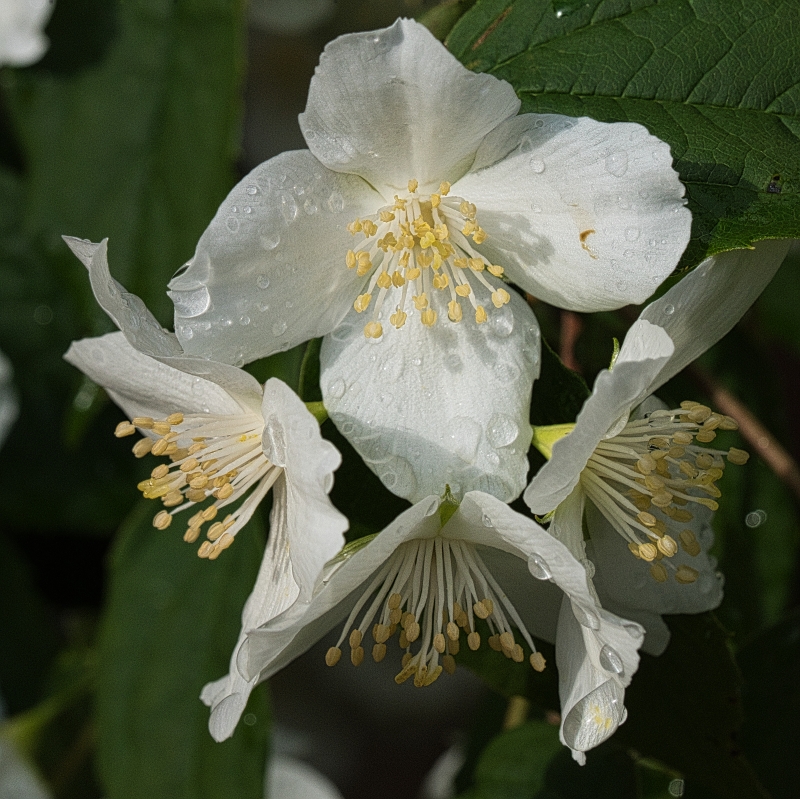 Photo Flore Seringuat virginal