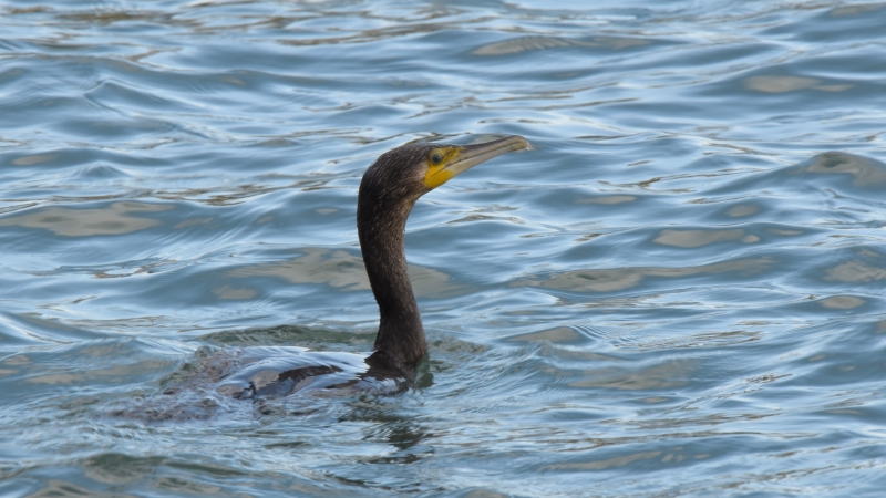 Photo Oiseaux Grand cormoran