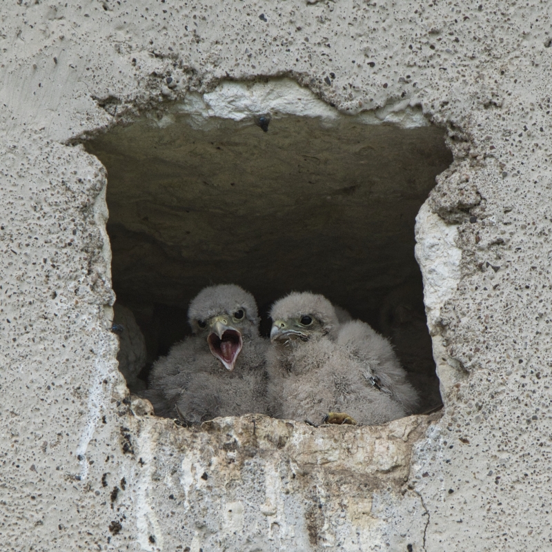 Photo Oiseaux Faucon crécerelle oisillons