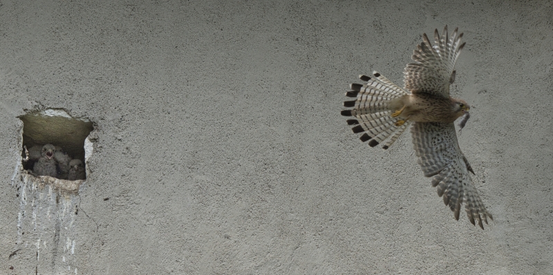 Photo Oiseaux Faucon crécerelle