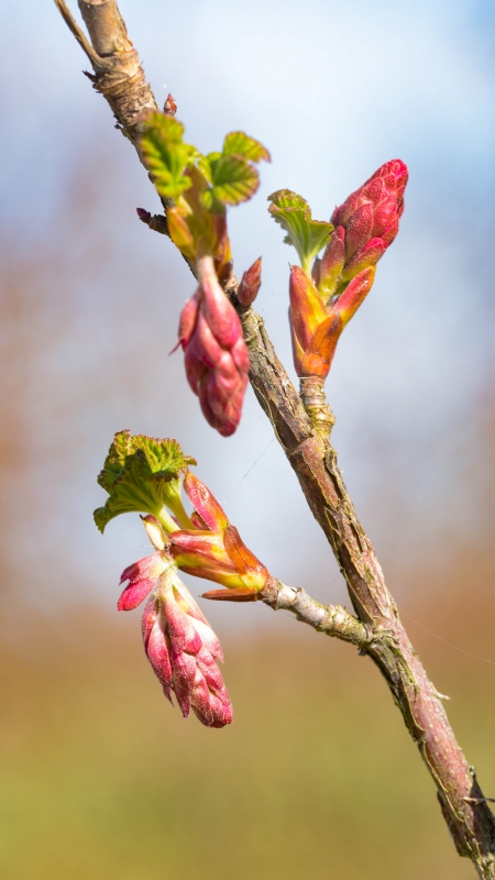 Photo Flore l'hiver est fini