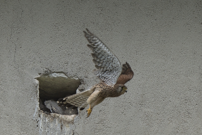 Photo Oiseaux Faucon crécerelle femelle