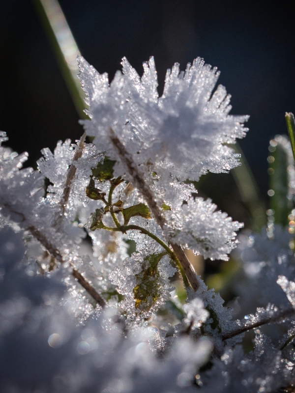 Photo Autres Bijou d'hiver