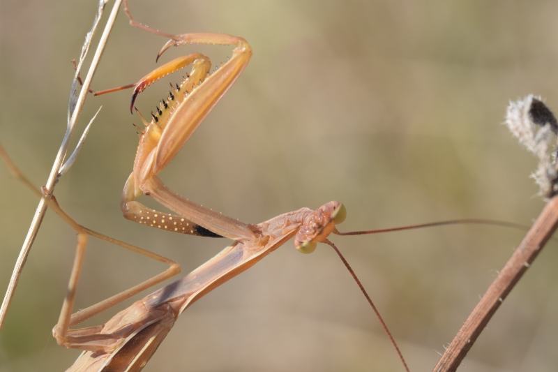 Photo Insectes mante religieuse