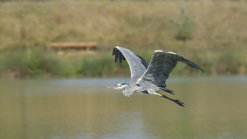 Photo Oiseaux Héron cendré