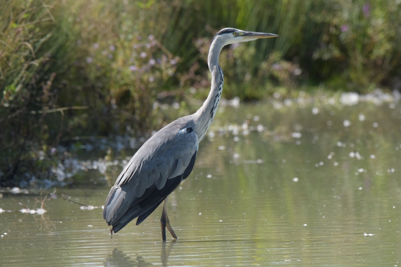 Photo Oiseaux Héron cendré