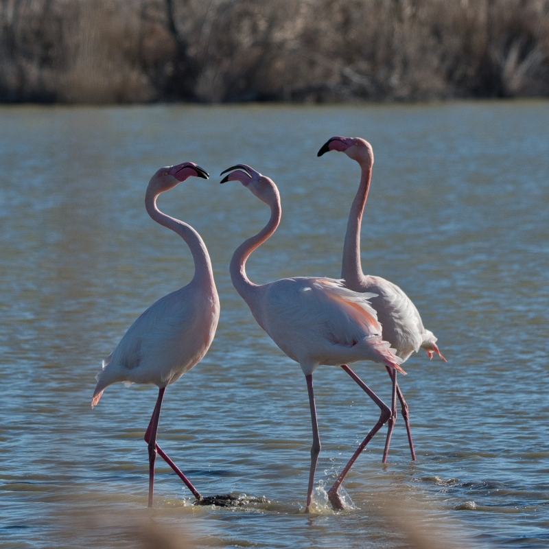 Photo Oiseaux flamant rose