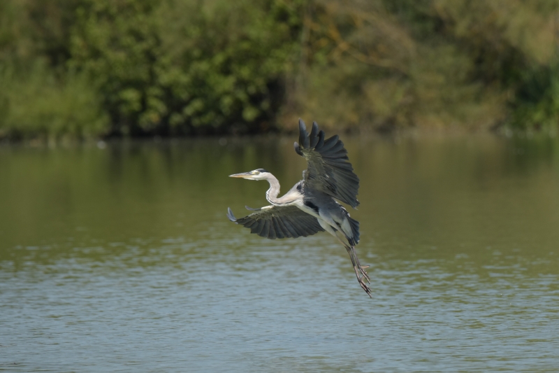 Photo Oiseaux Héron cendré