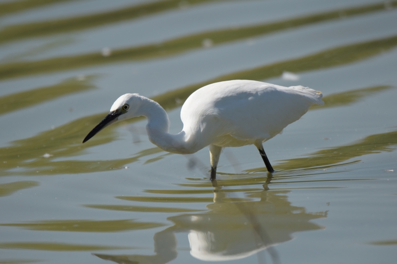 Photo Oiseaux Aigrette garzette