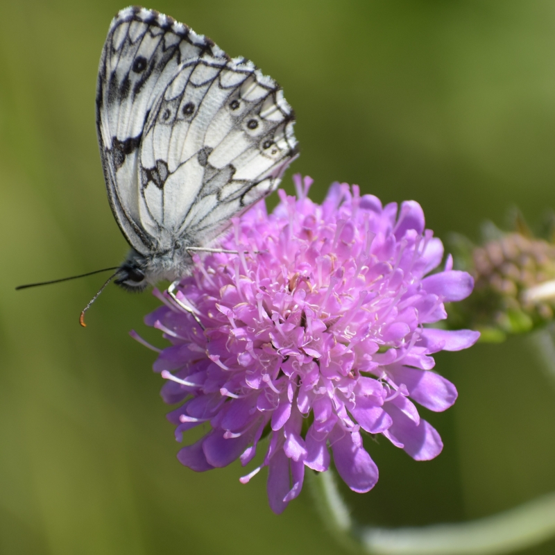 Photo Insectes Demi-deuil