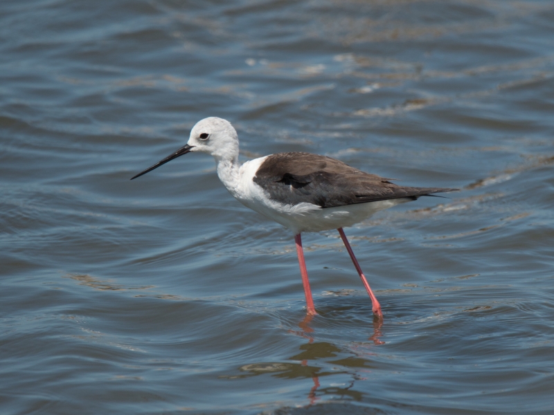 Photo Oiseaux Echasse Blanche (Himantopus himantopus)