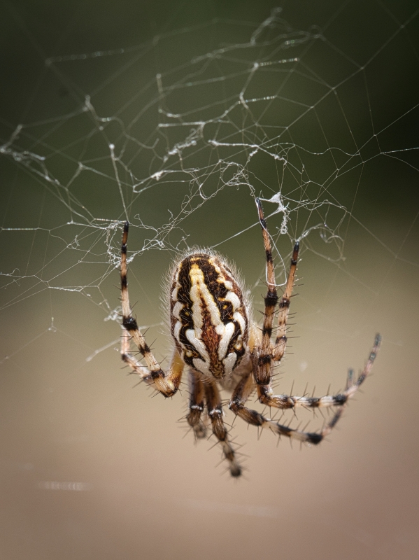 Photo Araignées Epeire des bois