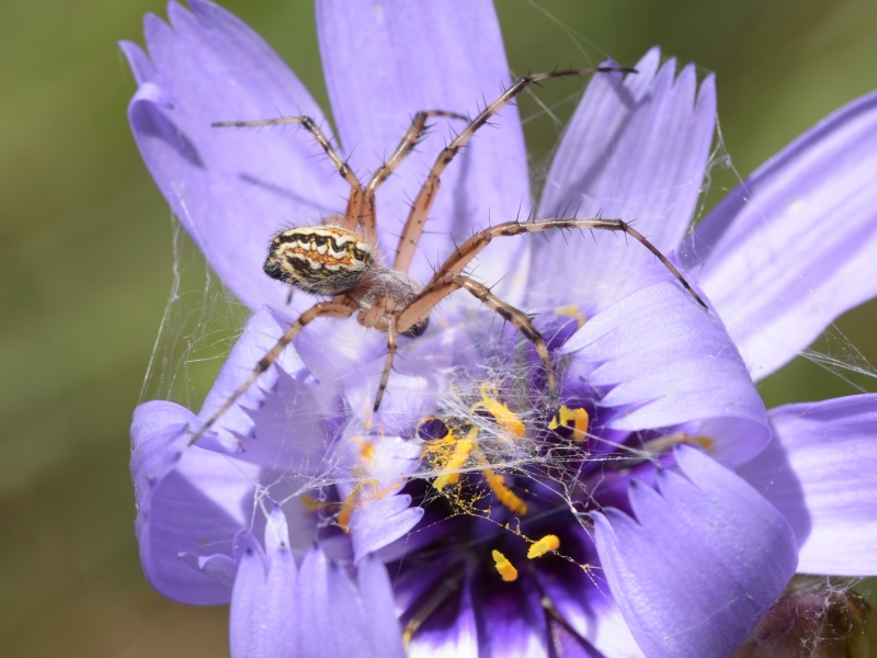 Photo Araignées Epeire diadème (Araneus diadematus)