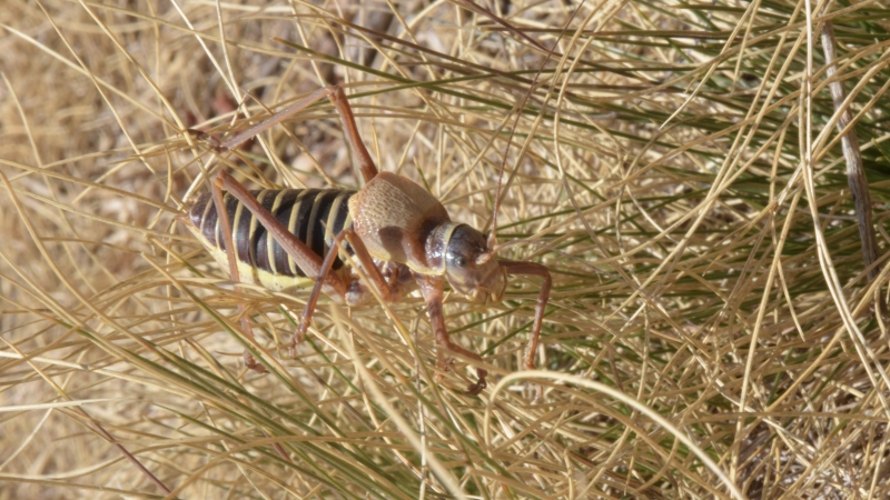 Photo Insectes Ephippigère diurnus mâle