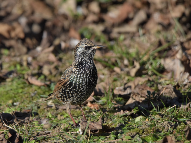 Photo Oiseaux Etourneau sansonnet