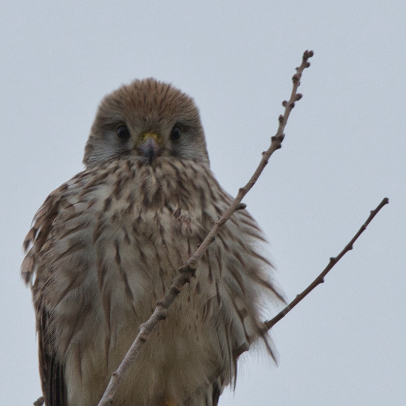 Photo Oiseaux Faucon crécerelle femelle