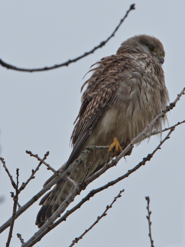 Photo Oiseaux Faucon crécerelle femelle