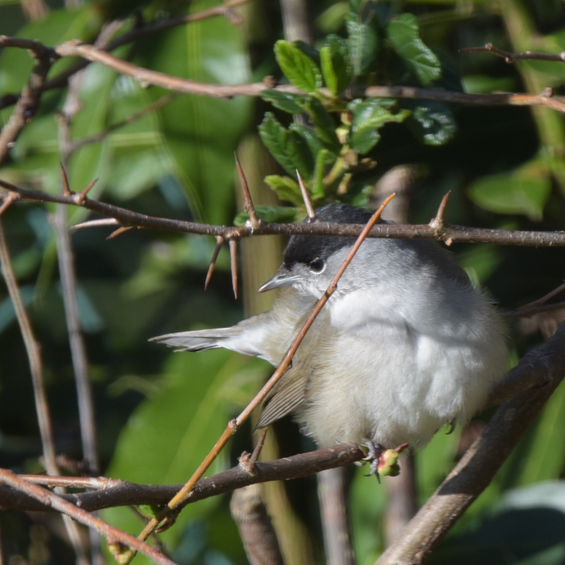 Photo Oiseaux fauvette a tête noire ( mâle )