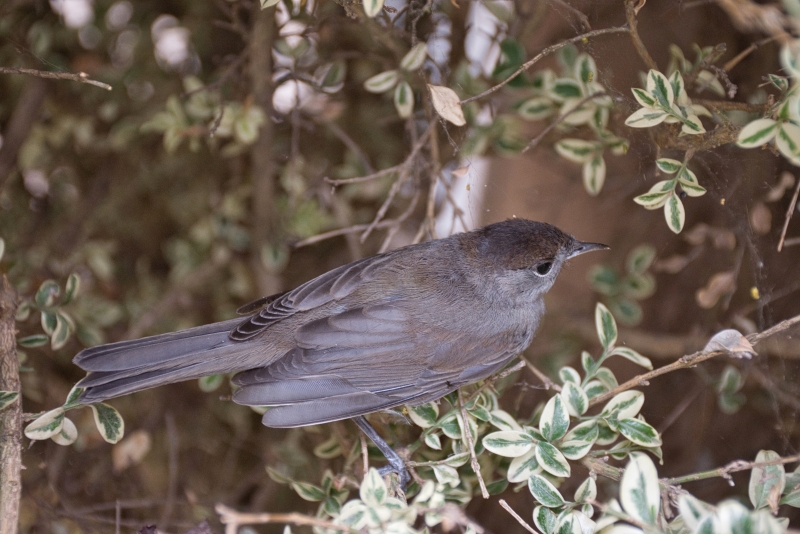 Photo Oiseaux Fauvette 